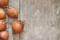 Common medlar fruit Royalty Free Stock Photo