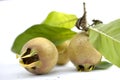 common medlar or mespilus germanica studio shot