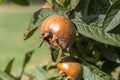 Common medlars on a tree Royalty Free Stock Photo