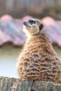 Common meerkat Suricata suricatta is guarding on the lookout tower. Watchful animal is standing on wooden trunk. Detail of cute Royalty Free Stock Photo