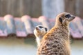 Common meerkat Suricata suricatta is guarding on the lookout tower. Watchful animal is standing on wooden trunk. Detail of cute Royalty Free Stock Photo