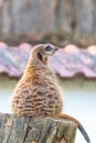 Common meerkat Suricata suricatta is guarding on the lookout tower. Watchful animal is standing on wooden trunk. Detail of cute Royalty Free Stock Photo