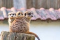 Common meerkat Suricata suricatta is guarding on the lookout tower. Watchful animal is standing on wooden trunk. Detail of cute Royalty Free Stock Photo