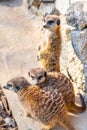 Common meerkat Suricata suricatta is guarding on the lookout tower. Watchful animal is standing on wooden trunk. Detail of cute Royalty Free Stock Photo