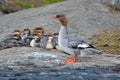 Common Merganser Royalty Free Stock Photo