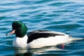 Common Merganser