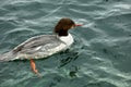 Common Merganser Royalty Free Stock Photo