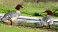 Common merganser