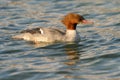 Common Merganser