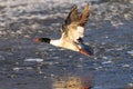 Common Merganser drake becomes airborne over Winter Lake at sundown Royalty Free Stock Photo