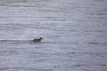 Common merganser chick Royalty Free Stock Photo