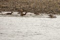 Common merganser chicks Royalty Free Stock Photo