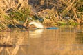 Common Merganser diving for fishes in a lake Royalty Free Stock Photo