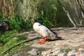 Common Merganser drake with green head feathers sunning on a island.