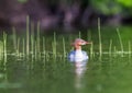 Common Merganser.