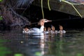 Common Merganser.