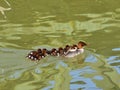 Common merganser female with chicken in the Danube near Melk Royalty Free Stock Photo