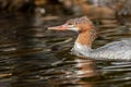 Common Merganser female closeup on Adirondack lake in St Regis Wilderness NY on a peaceful calm morning in fall Royalty Free Stock Photo