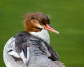 Common Merganser