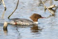 Common Merganser Royalty Free Stock Photo