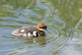 Common merganser chick Royalty Free Stock Photo