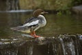 Common merganser, goosander Mergus merganser. Royalty Free Stock Photo