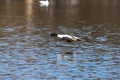 Common Merganser, Goosander, Mergus merganser, flying over a lake in Munich, Germany Royalty Free Stock Photo