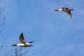 Common Merganser, Goosander, Mergus merganser, flying over a lake in Munich, Germany Royalty Free Stock Photo