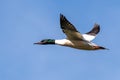 Common Merganser, Goosander, Mergus merganser, flying over a lake in Munich, Germany Royalty Free Stock Photo