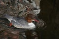 Common merganser goosander Mergus merganser seaduck portrait Royalty Free Stock Photo