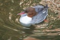 Common merganser goosander Mergus merganser seaduck portrait Royalty Free Stock Photo