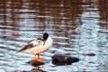 Common Merganser, Goosander, Mergus merganser sitting on a stone. Royalty Free Stock Photo