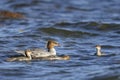 Common merganser, mergus merganser