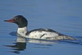 Common Merganser (Mergus merganser) Royalty Free Stock Photo