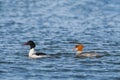 Common merganser - Mergus merganser - a female medium-sized water bird from the duck family, a male in a mating robe Royalty Free Stock Photo