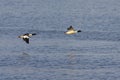 The common merganser Mergus merganser in fliyng during migration from the north.