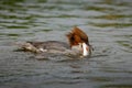 Common Merganser, Mergus merganser, water bird with catch fish, Royalty Free Stock Photo