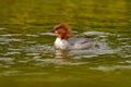 Common Merganser, Mergus merganser, water bird in water, Close-up portrait of Mallard, lake surface. Merganser, lake surface, gree