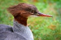 Common Merganser, Mergus merganser, water bird. Merganser, lake surface, green water. Sea bird from Finland. Wildlife scene from Royalty Free Stock Photo