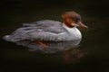 Common Merganser, Mergus merganser, water bird. Merganser, lake surface, green water. Sea bird from Finland. Wildlife scene from Royalty Free Stock Photo