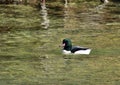 Common merganser - Mergus merganser in Reichenau, Austria Royalty Free Stock Photo