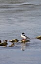 Common merganser - Mergus merganser male, vertical Royalty Free Stock Photo