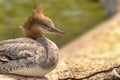 The common merganser North American or goosander Eurasian Mergus merganser a large seaduck of rivers and lakes in forested areas Royalty Free Stock Photo