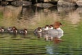 Common merganser Royalty Free Stock Photo