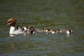 Common merganser Royalty Free Stock Photo