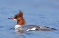 Common Merganser swim into the water in blue background