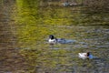 Common Merganser swimming along the Kamogawa river. Royalty Free Stock Photo