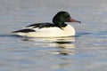 Common Merganser Royalty Free Stock Photo