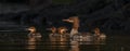 Common Merganser taking a swing with the family Royalty Free Stock Photo