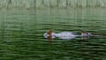 Common merganser & x28;Mergus merganser& x29; seaduck dipping her head underwater Royalty Free Stock Photo